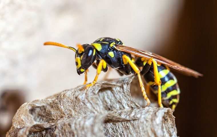 wasp crawling on her nest